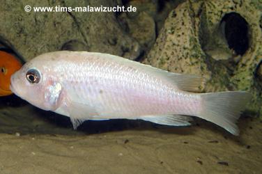 Pseudotropheus callainos white pearl